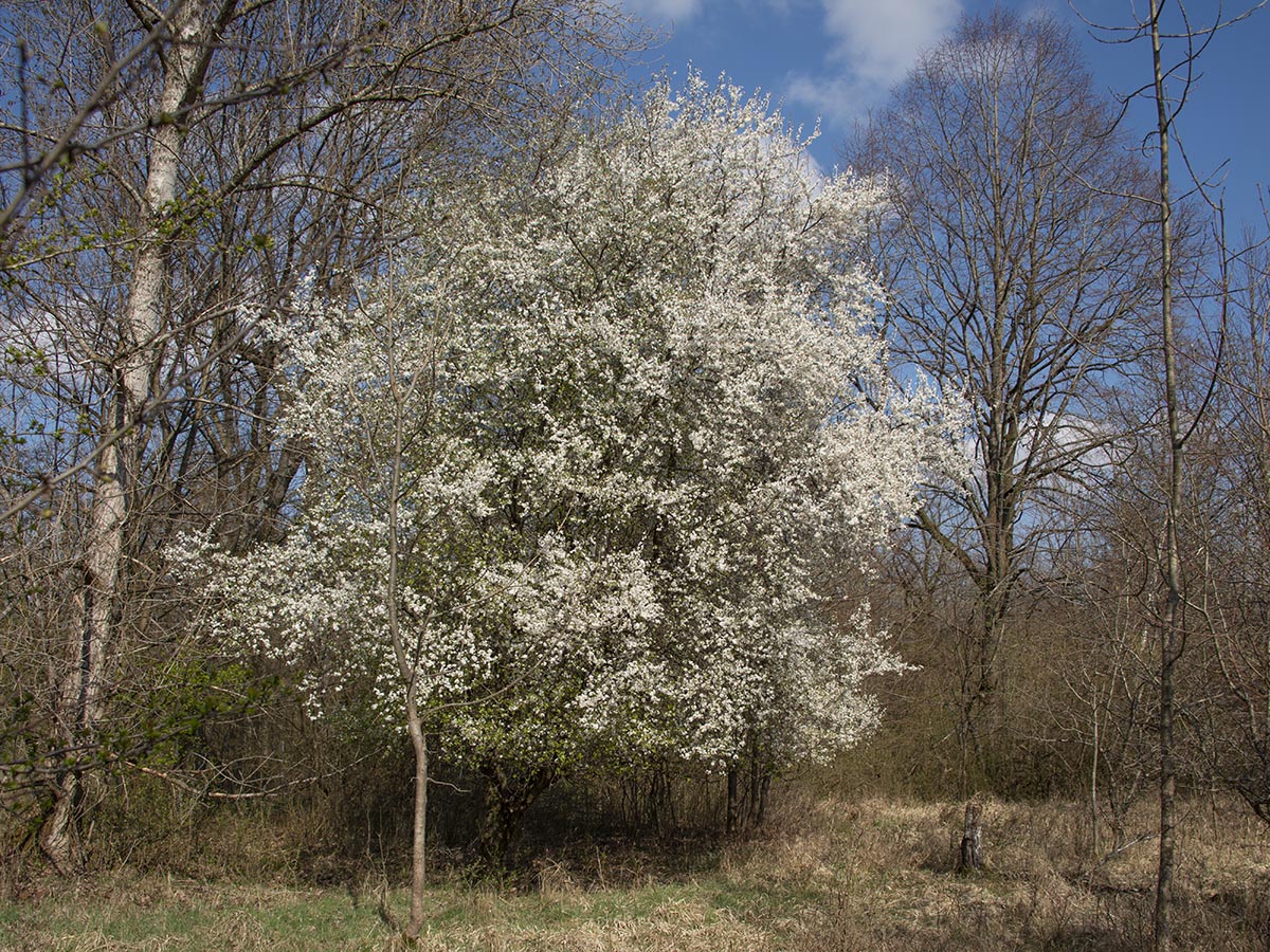 Habitus